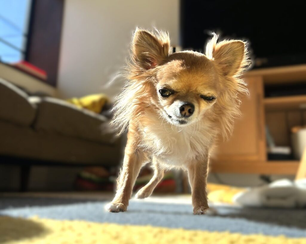 タイルカーペットで滑り対策をしてもらい喜ぶチワワのラテまる