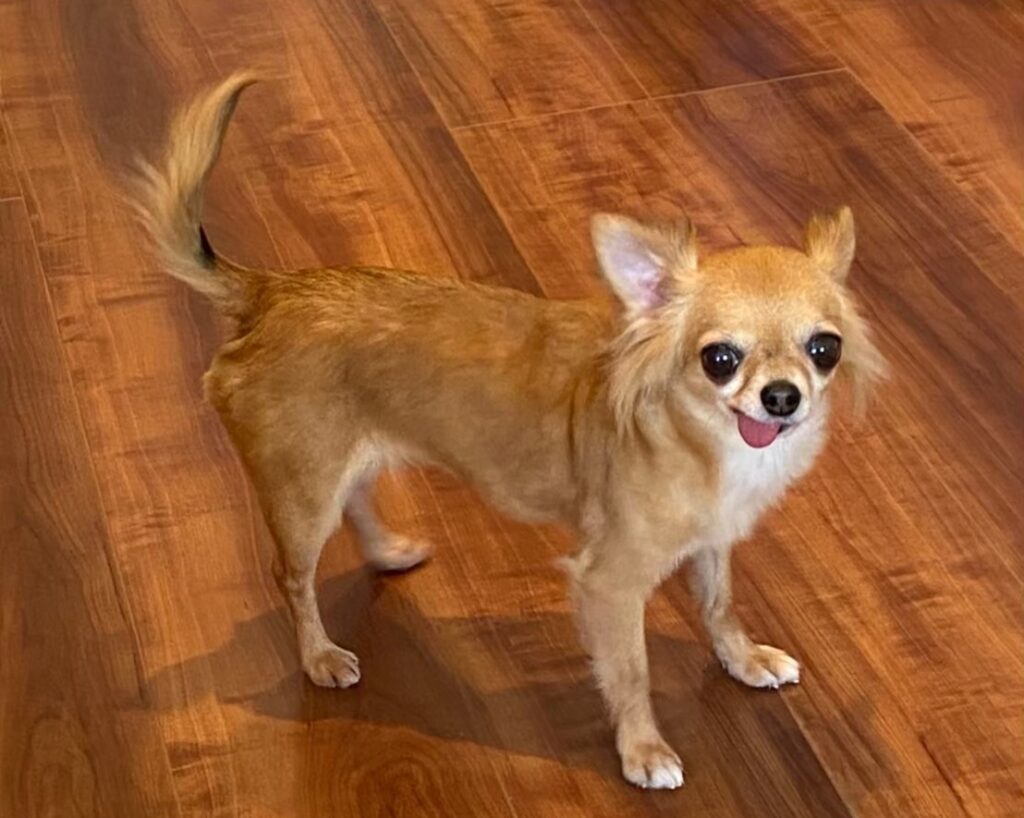 フローリングの上でこちらを見るチワワのラテまる