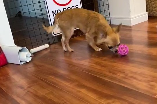 フローリングで遊ぶチワワのラテまる 滑りやすい床の様子