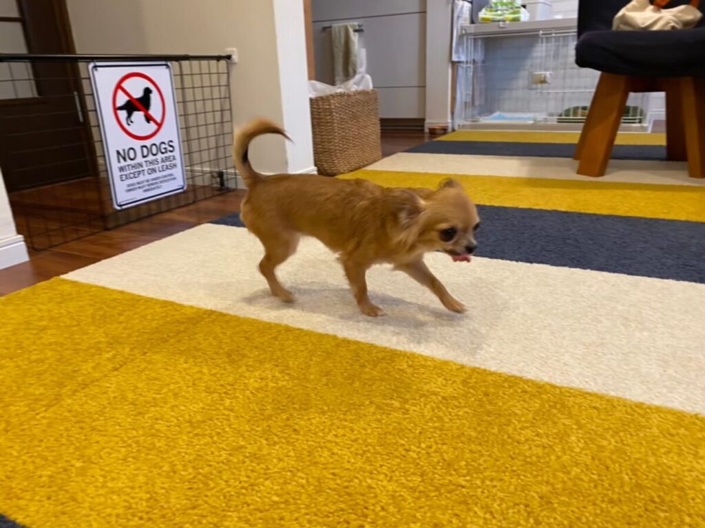 フローリングに敷いた滑り止めタイルカーペットの上を歩くチワワのラテまる