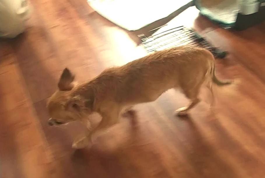 フローリングで滑って本気で走れないチワワのラテまる