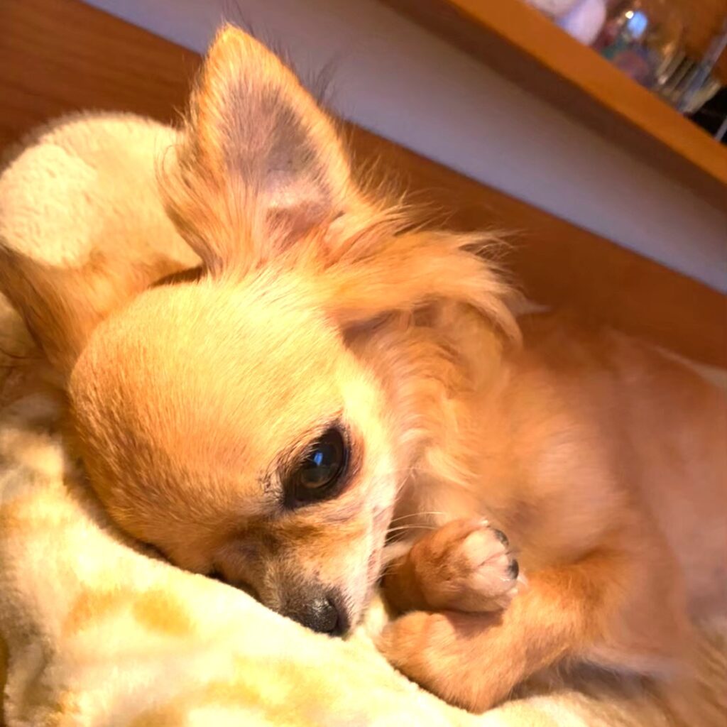 ベッドの上で横になる保護犬チワワのラテまる