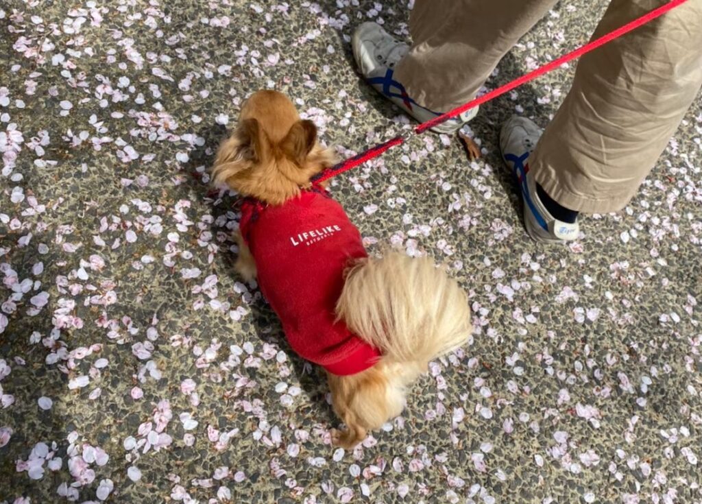 換毛期の時期に散歩するチワワ。季節の変わり目に抜け毛が増えるのは自然な現象