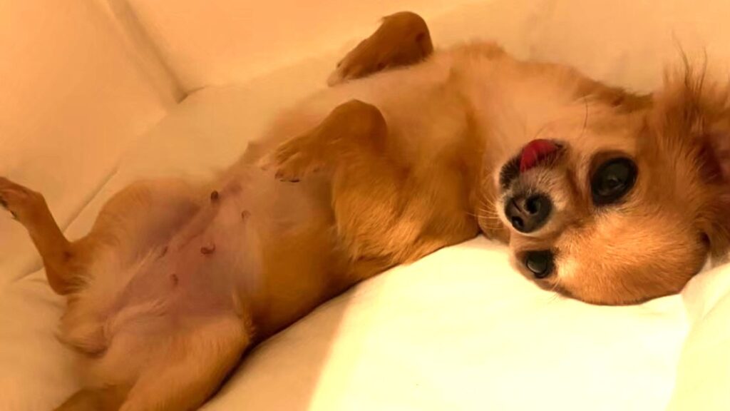 仰向けでへそ天ポーズする保護犬チワワのラテまる
