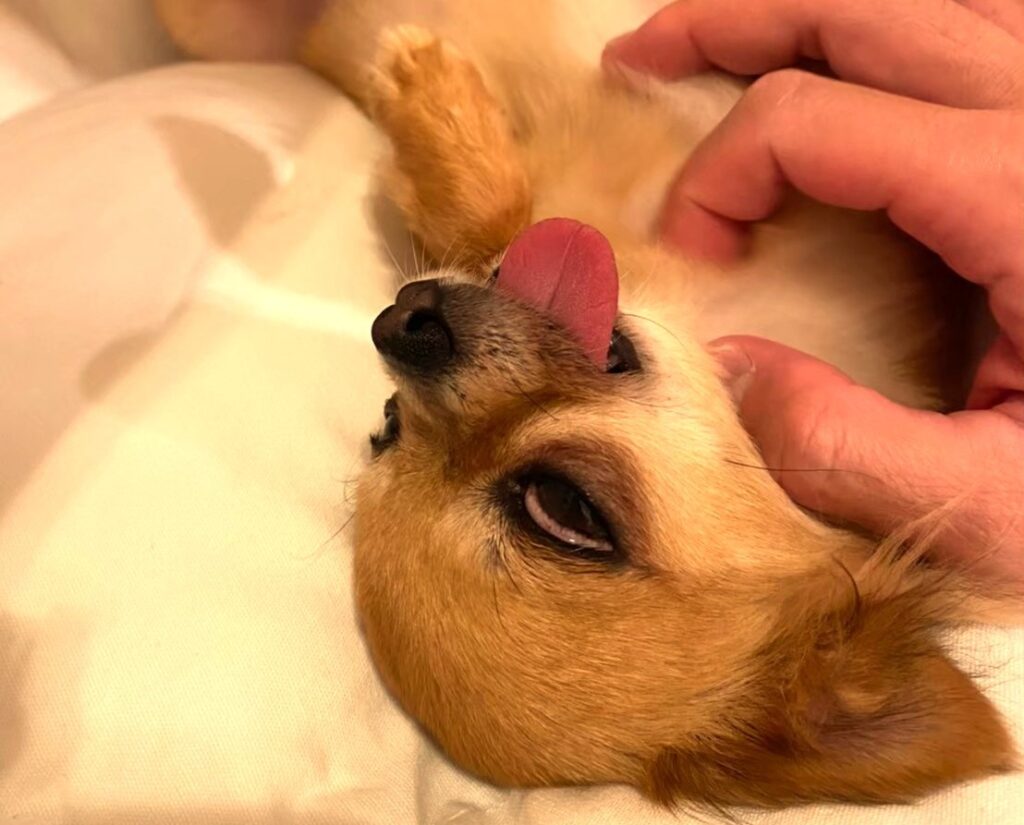 仰向けでお腹を見せながらリラックスしているチワワのラテまる。安心した表情でへそ天ポーズをしている。