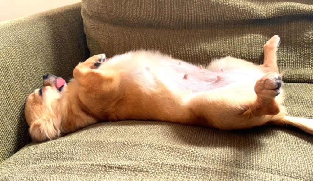 家族の前でお腹を見せてリラックスして寝るチワワのラテまる