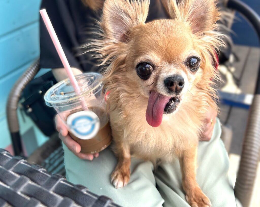 飼い主ママの膝の上にいる保護犬チワワのラテまる