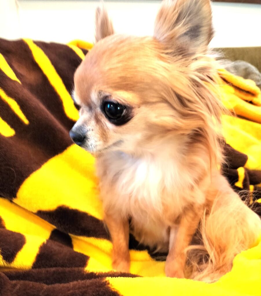ブランケットの上でくつろぐチワワ