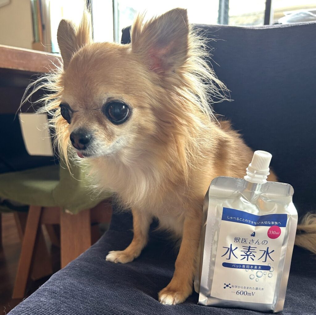 椅子の上でくつろぐ茶色のロングコートチワワのラテまる