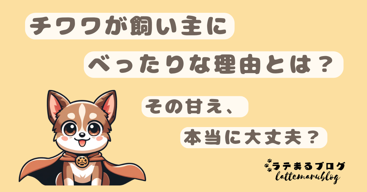 チワワが飼い主にべったりな理由とは
