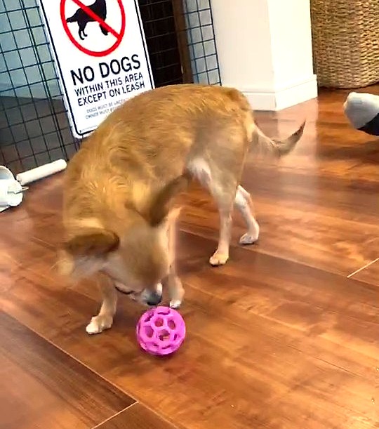 保護犬チワワのラテまるが、知育玩具で遊んでいる様子