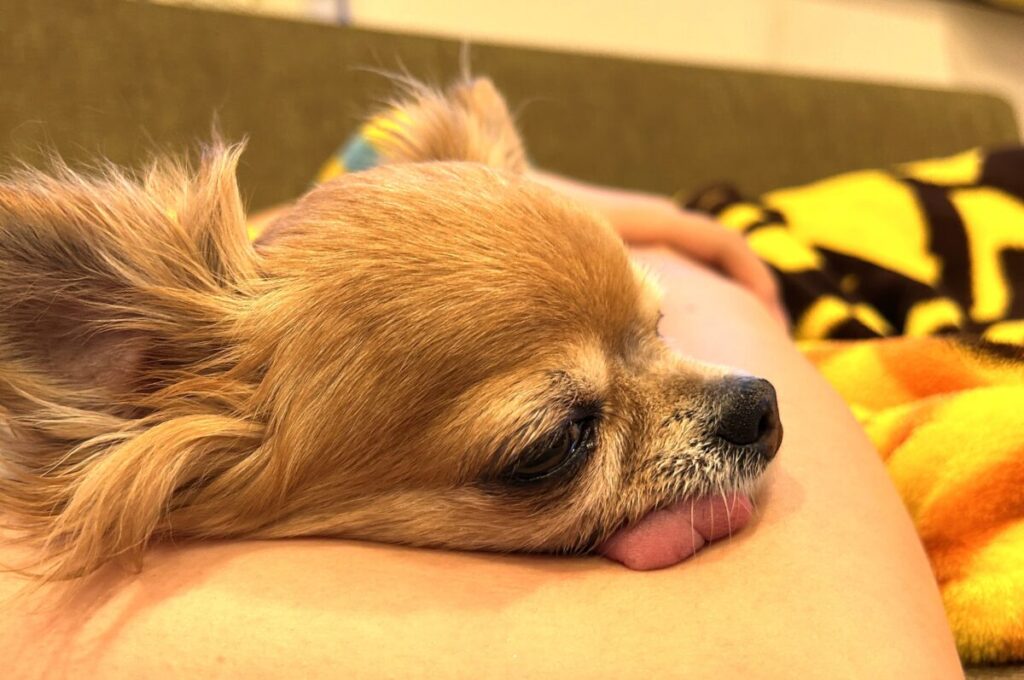 飼い主さんの腕の中でリラックスする、保護犬チワワのラテまる