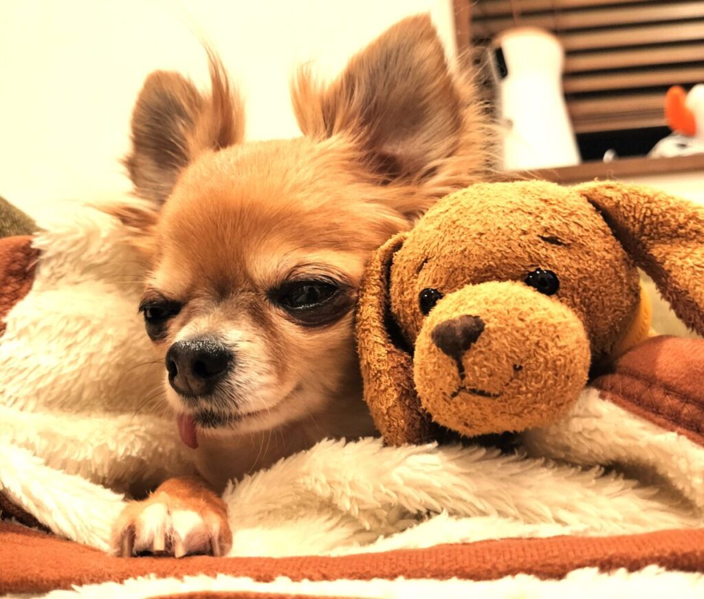部屋の中でぬいぐるみとくつろぐ、保護犬チワワののラテまる