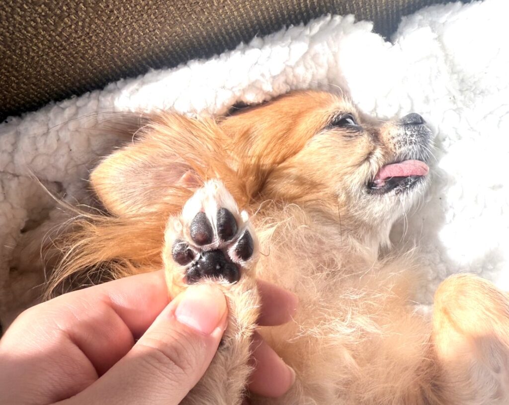 肉球を見せている保護犬チワワのラテまる
