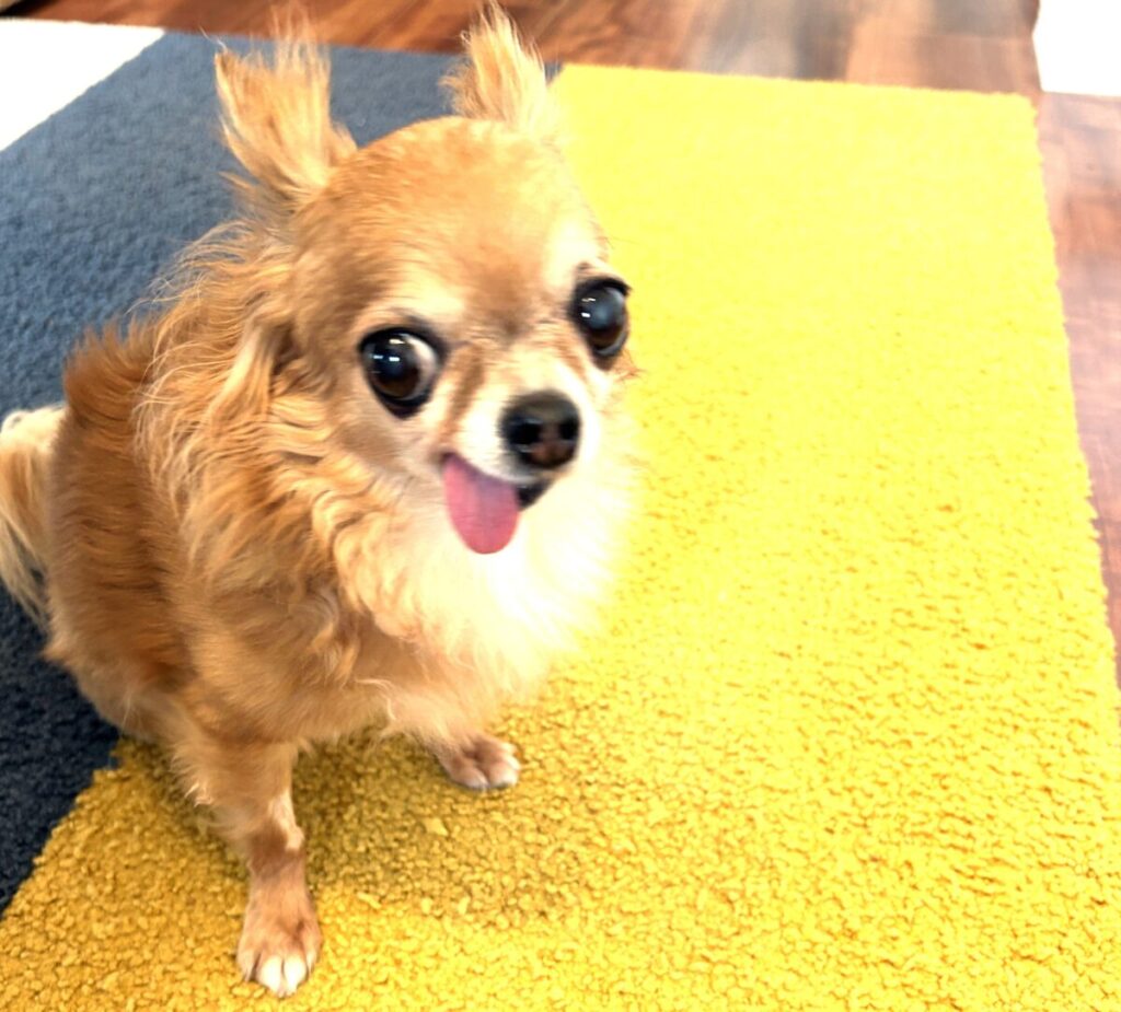 滑り止めマットの上でおすわりする保護犬チワワのラテまる