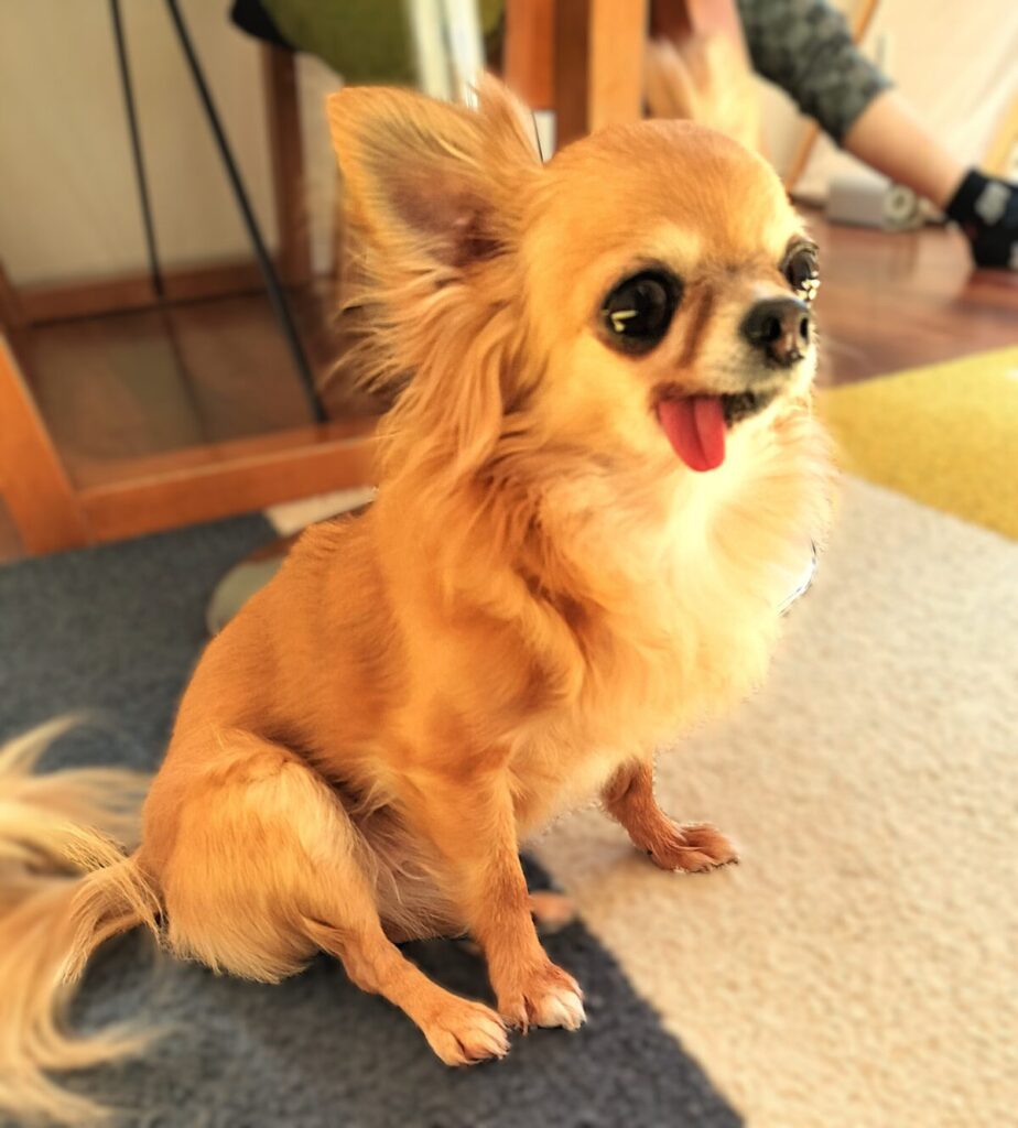 保護犬チワワのラテまるが、カーペットの上でおすわりしている様子