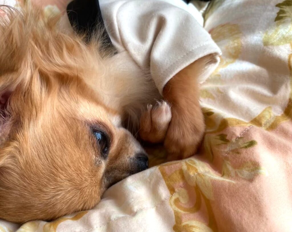 ベッドの上でリラックスして眠るロングコートチワワの様子