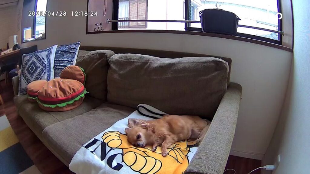 Furboアプリでお留守番中の保護犬チワワ(ラテまる)を見守っているスマホ画面