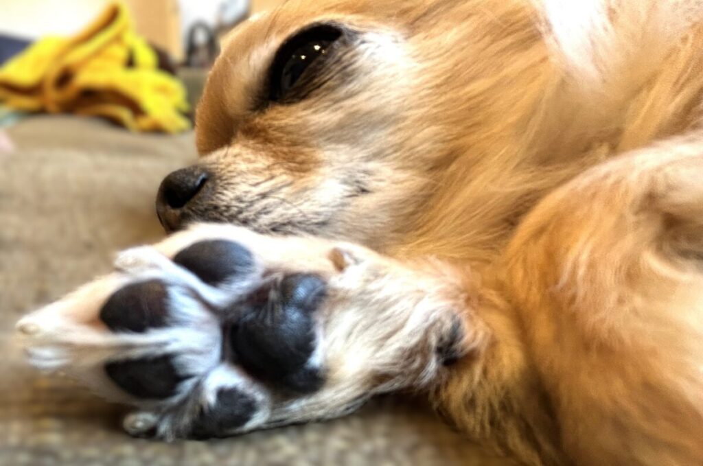 保護犬チワワのラテまるが眠りながら肉球を見せている写真。健康的でぷにぷにとした肉球が印象的。