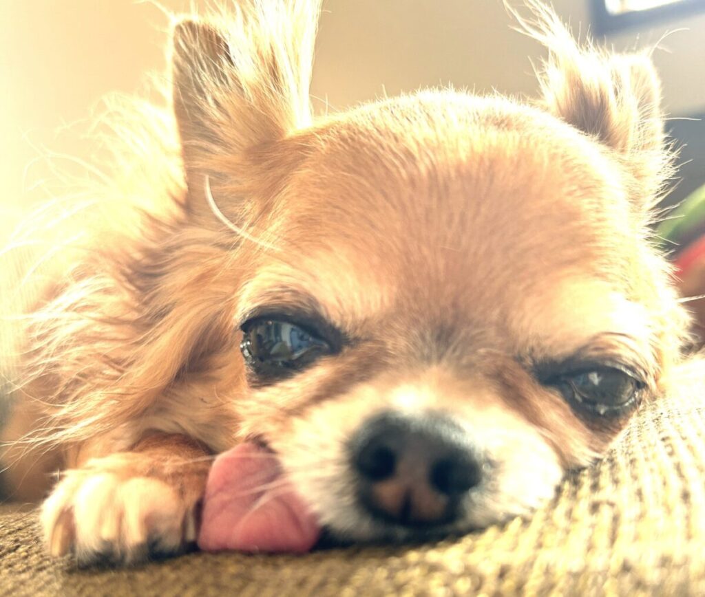 保護犬チワワのラテまるが舌を出して寝ている様子