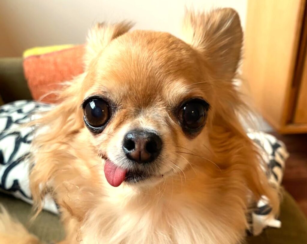 舌を出して微笑む保護犬チワワのラテまる