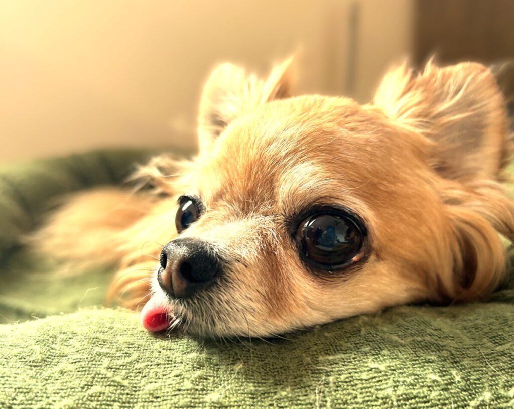 舌を出しながら寝る保護犬チワワのラテまる