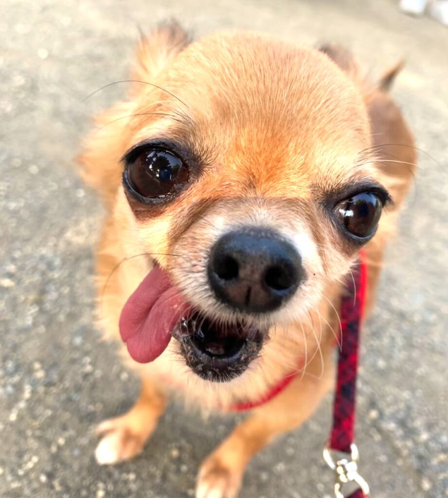 夏の散歩後にパンティングで体温調整する保護犬チワワ（ラテまる）