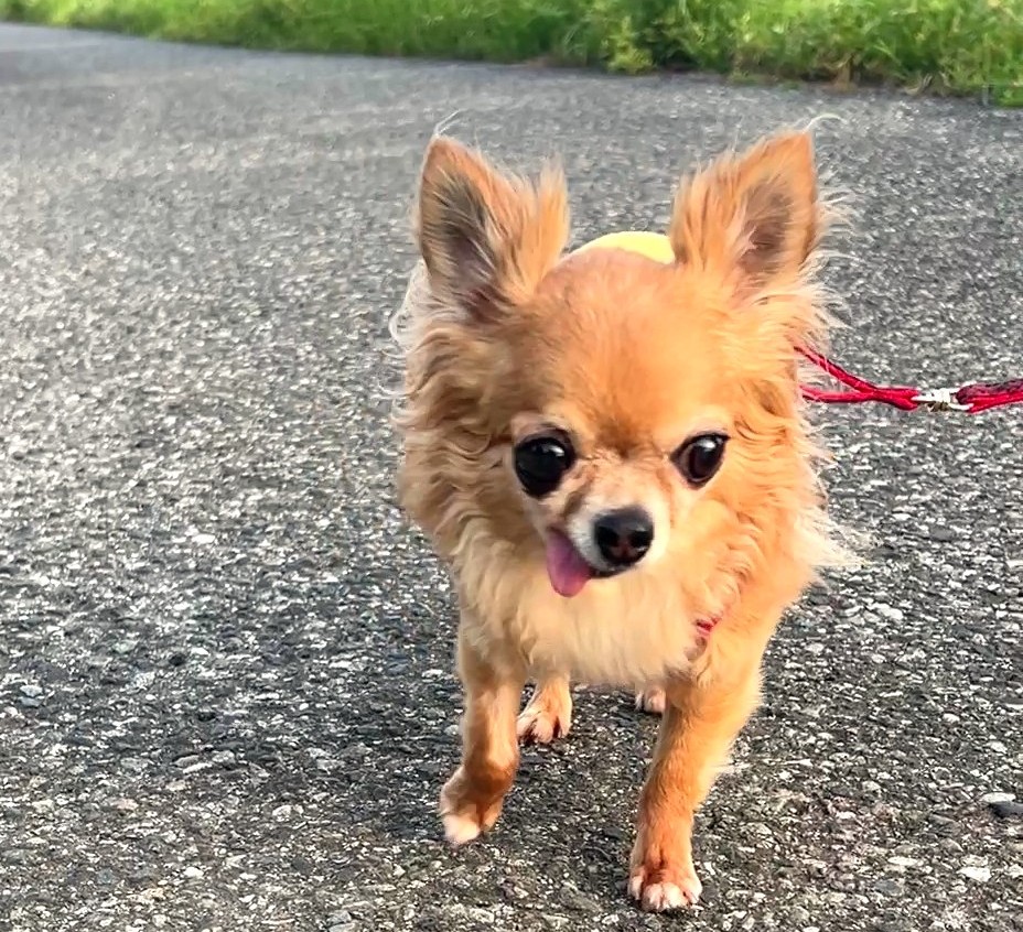 散歩を楽しんでいる、保護犬チワワのラテまる