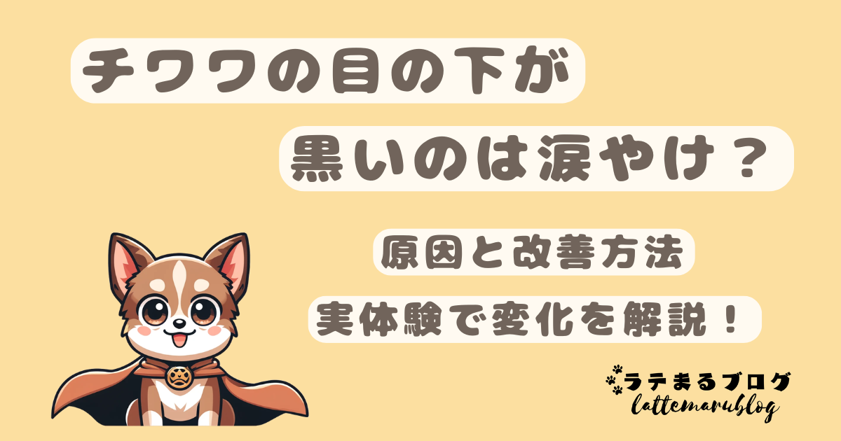 チワワの目の下が黒いのは涙やけ?原因と改善方法|実体験で変化を解説