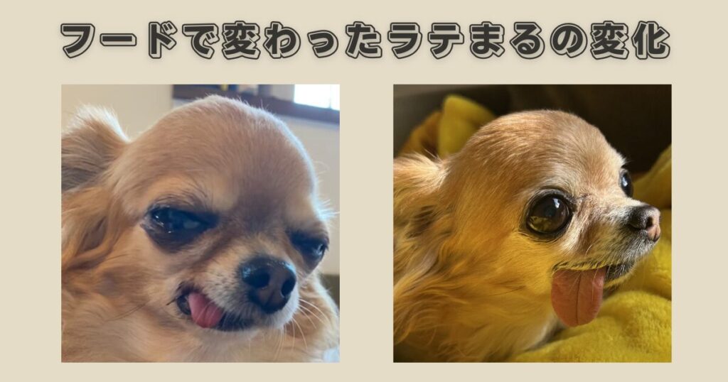 チワワの涙やけがやわらいだ体験談 フードで変わったラテまるの変化