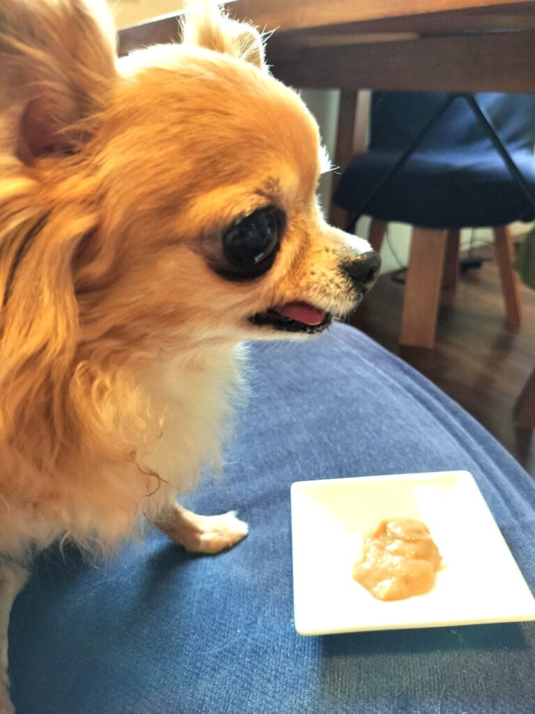 ご飯を食べない、保護犬チワワのラテまる