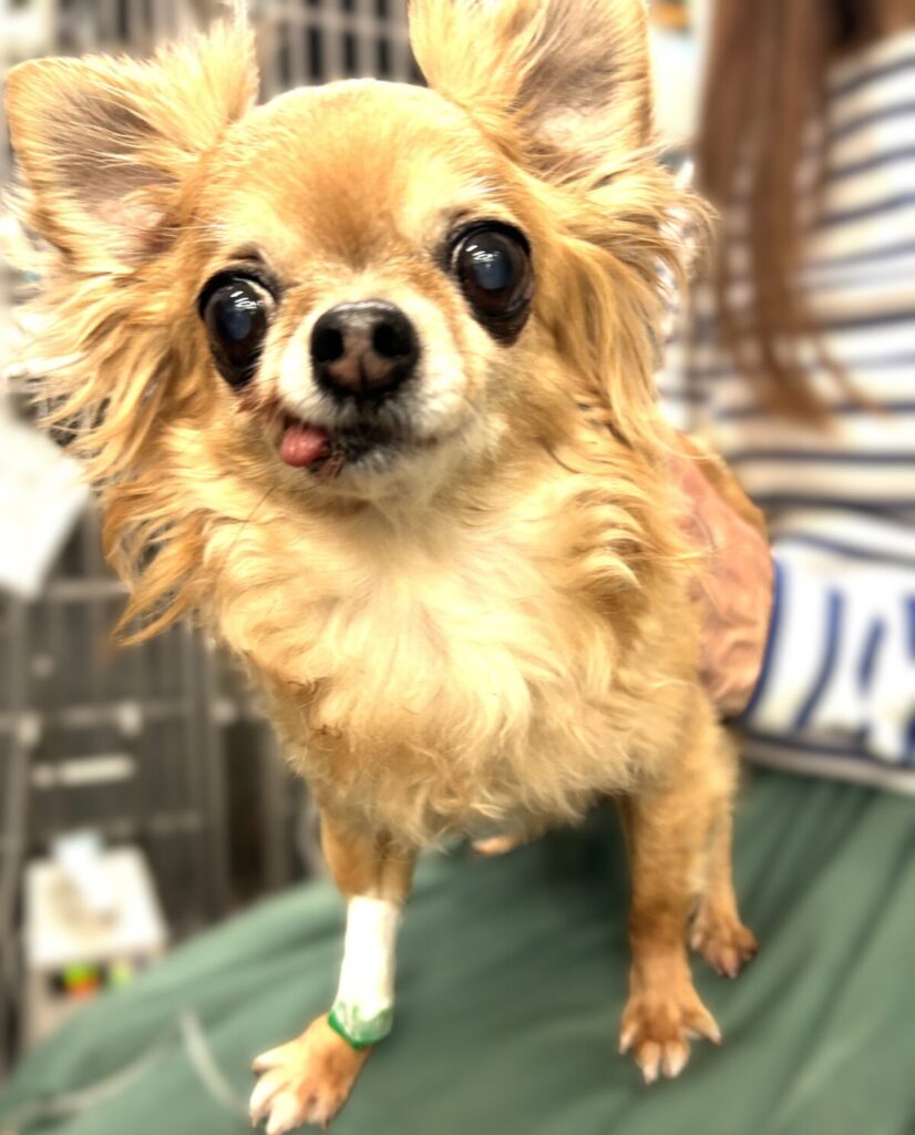 動物病院に入院した時の保護犬チワワのラテまる