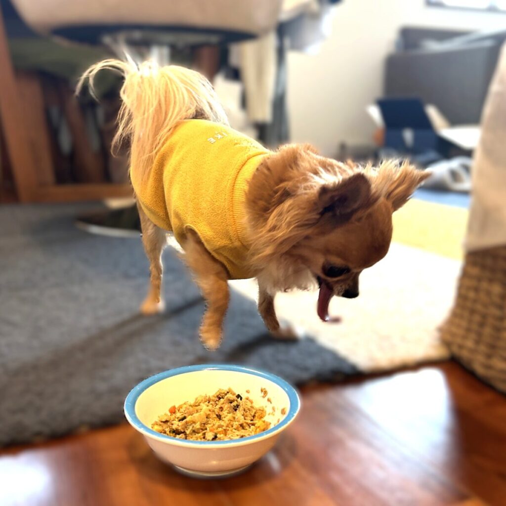 ココグルメを食べようとしているチワワ