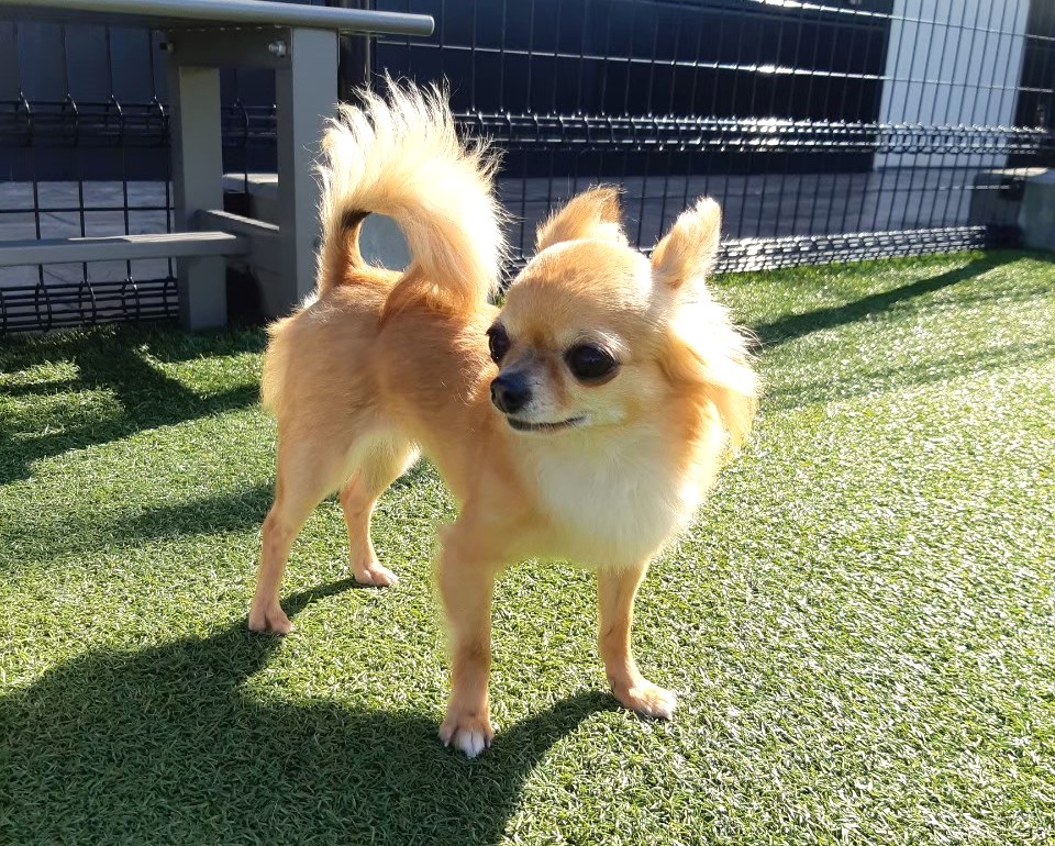ドッグランで尻尾を振る保護犬チワワのラテまる