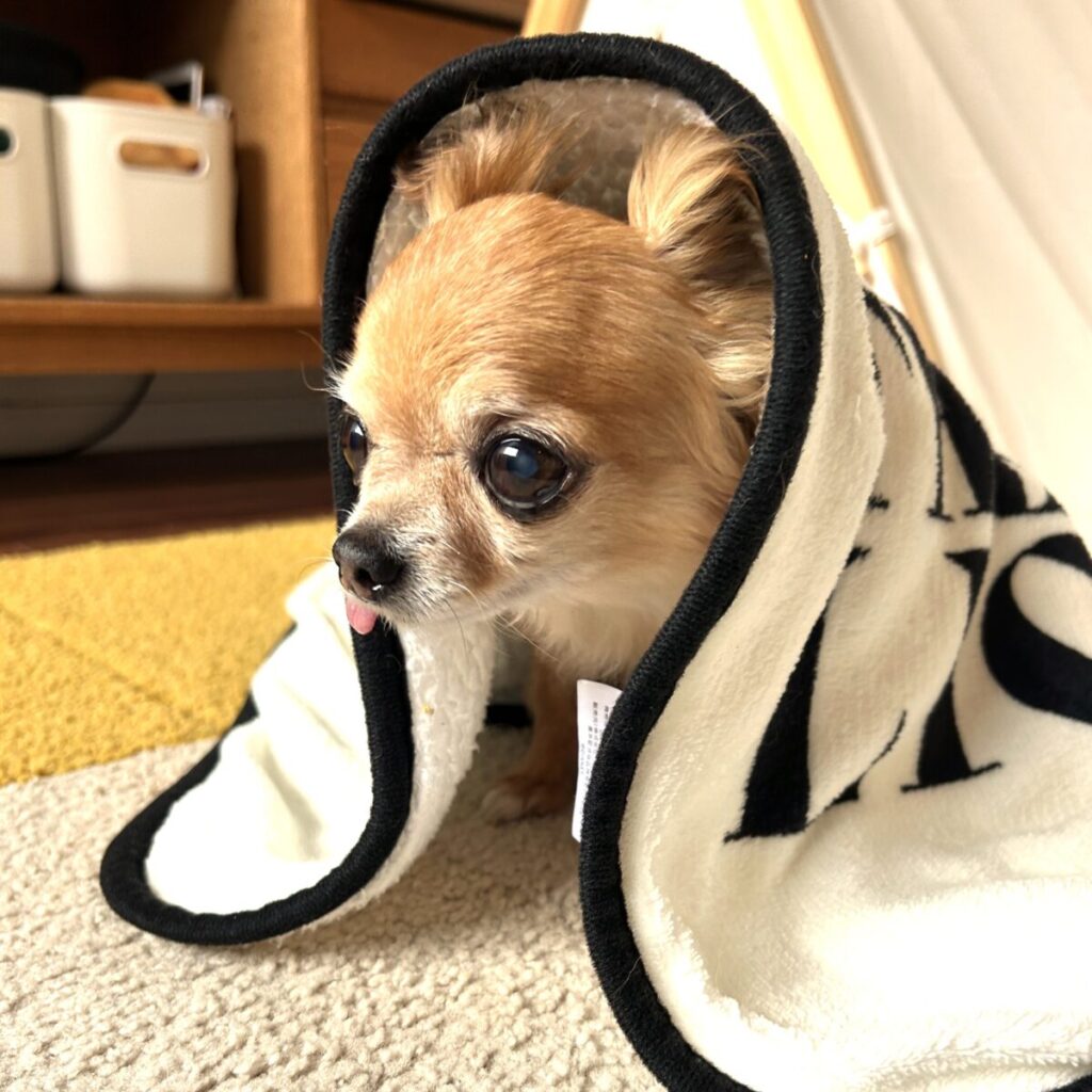 マットと毛布の上で体を丸めてくつろぐチワワのラテまる