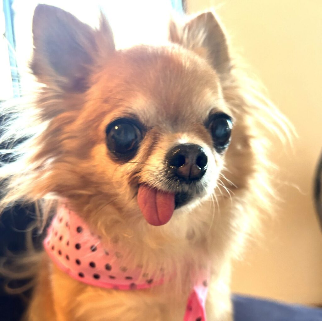保護犬チワワのラテまるがバンダナを巻いている様子