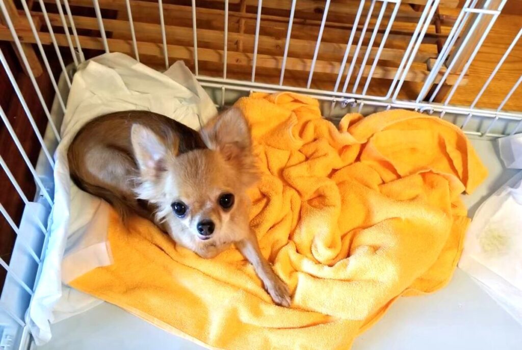 保護施設にいた頃のチワワのラテまる