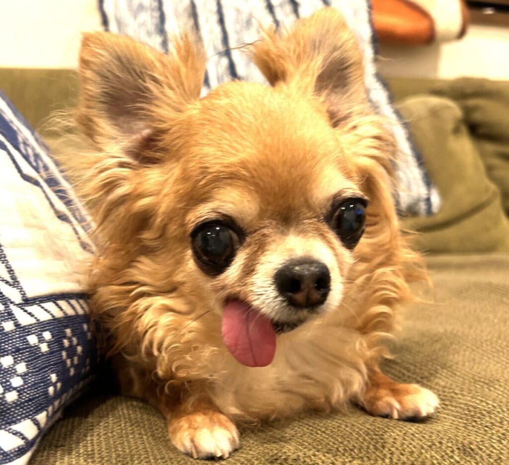 保護犬チワワ(ラテまる)の舌が、ペロッと出ている様子