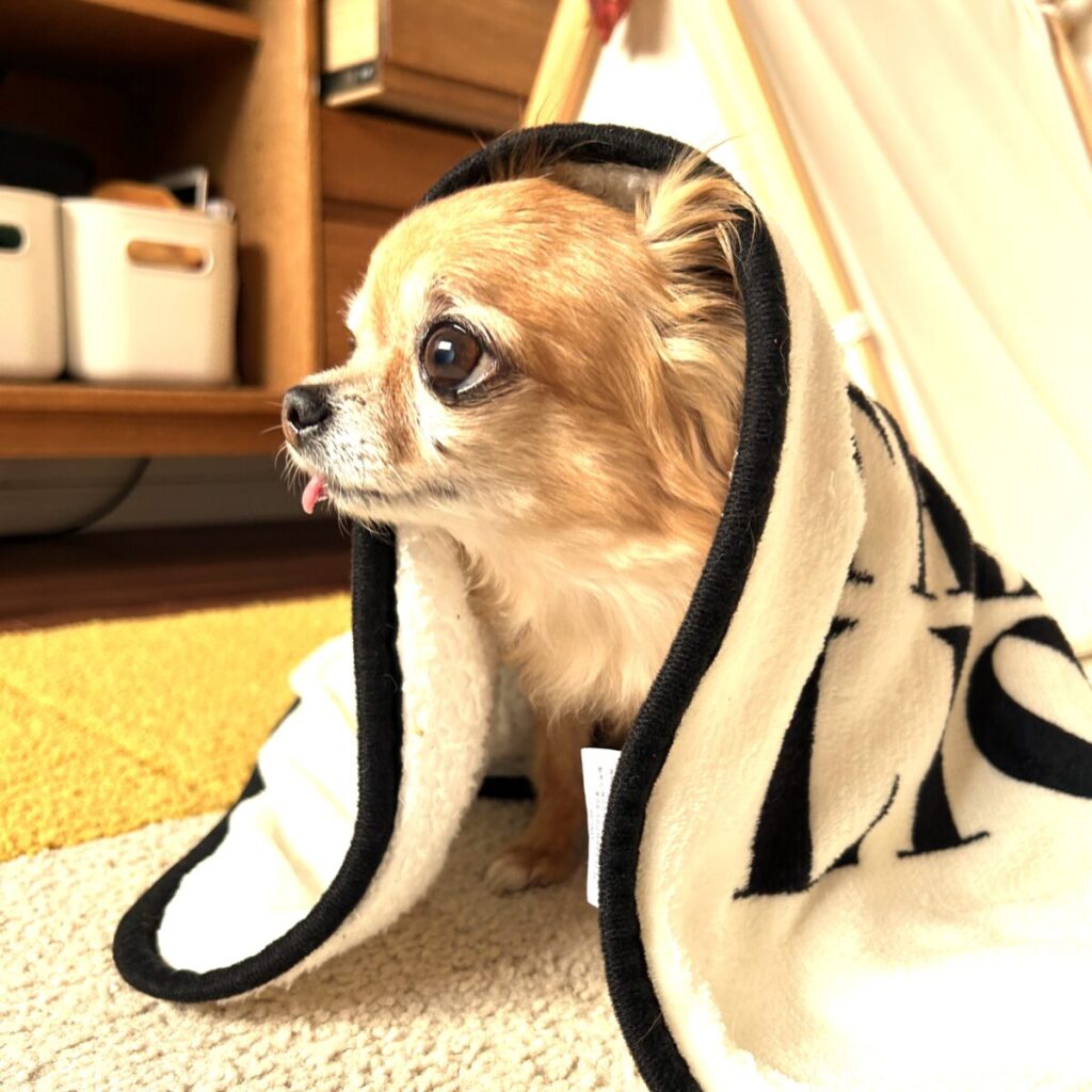 お気に入りの毛布をかぶる保護犬チワワのラテまる