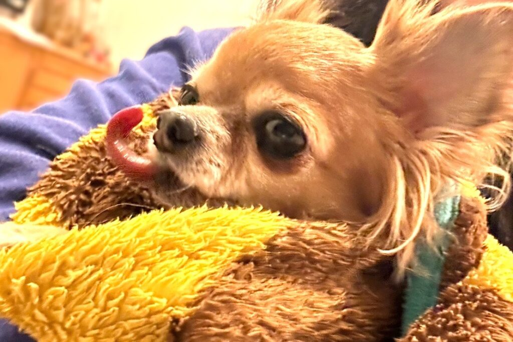 寒さや不安を感じて毛布にくるまり震えるチワワのラテまる