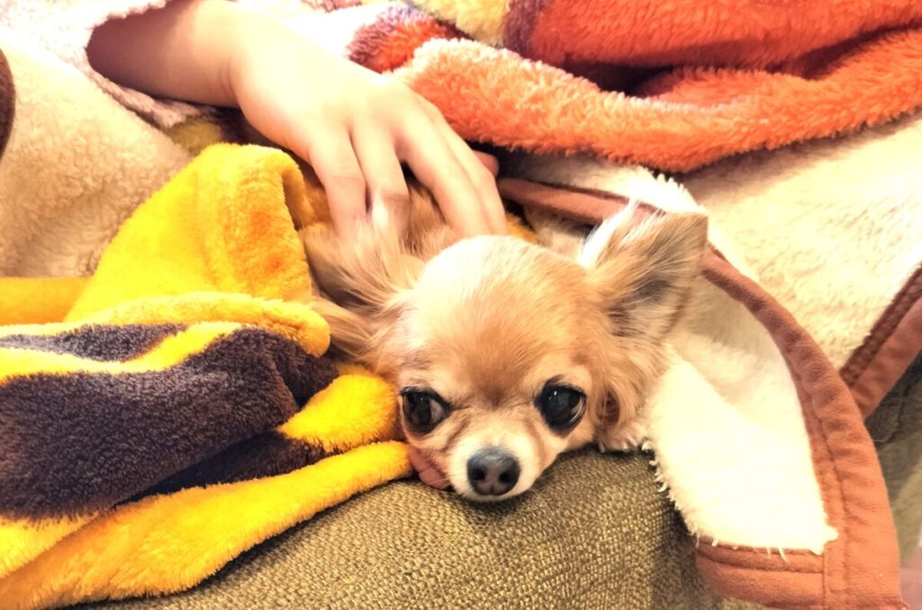 ソファーの上で毛布に包まれている、保護犬チワワのラテまる