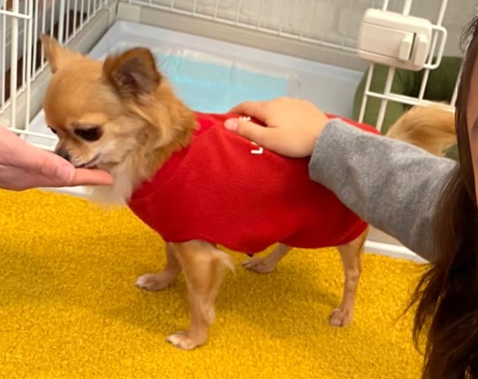 子供がチワワに無理やり触ろうとしている様子