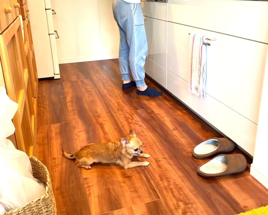 飼い主ママのあとをついていく、べったり甘えん坊の保護犬チワワ(ラテまる)