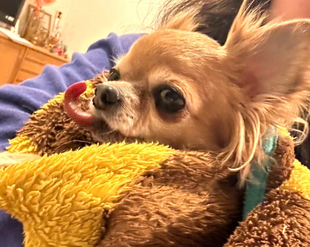 飼い主にべったり寄り添って安心している保護犬チワワ(ラテまる)の姿