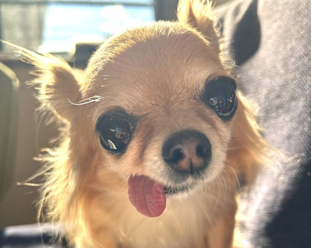 不安そうな表情をした保護犬のチワワのラテまる