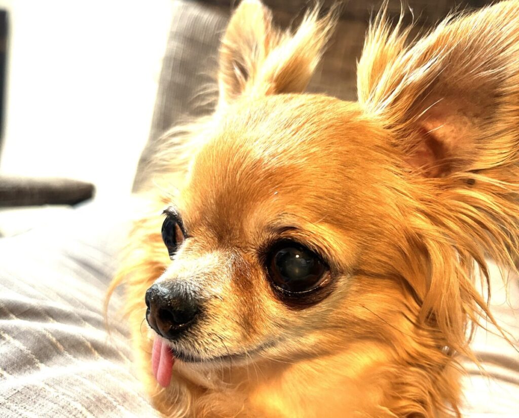保護犬チワワのラテまるの画像