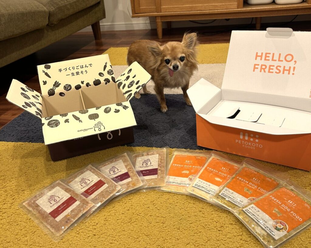 歯がない保護犬チワワのラテまるが定期購入しているココグルメとペトコトフーズ