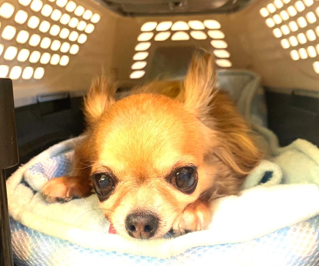 クレートでくつろぐ、室内犬の保護 犬チワワ(ラテまる)