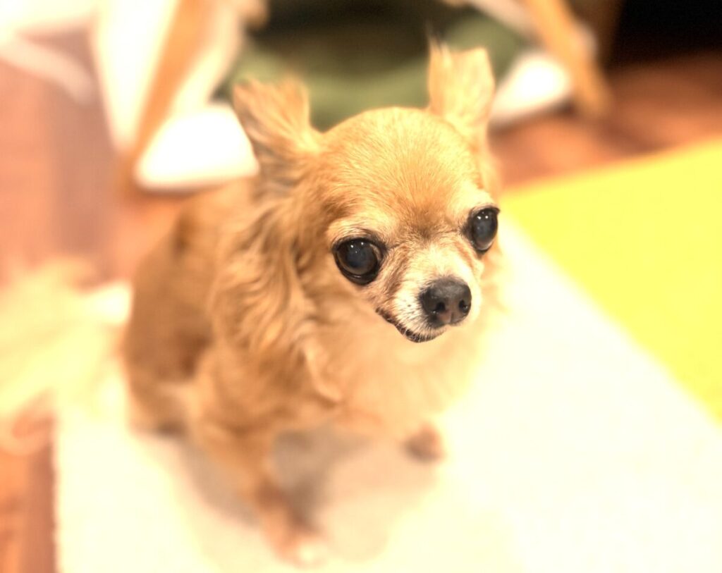 穏やかな表情で座るシニア犬チワワのラテまる