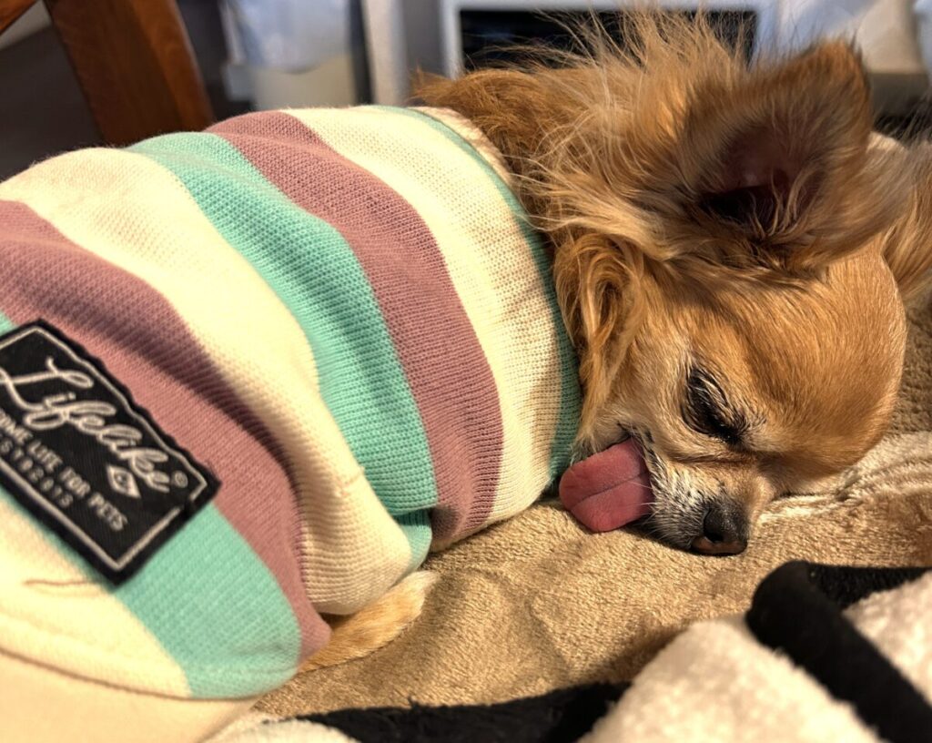 安心した表情で眠る保護犬チワワのラテまる